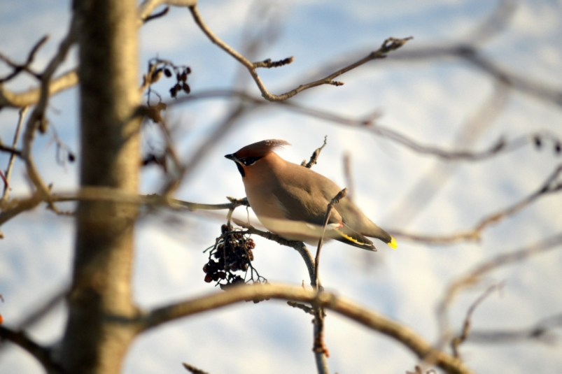 Переменная облачность установится в Иркутске в воскресенье, 14 декабря Евгений Овдеенко, ИА OmskMedia