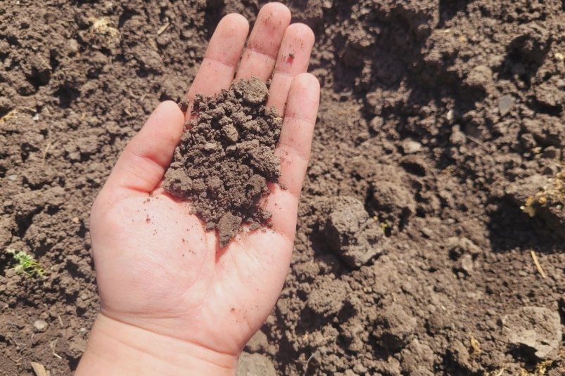 Почва фото автора