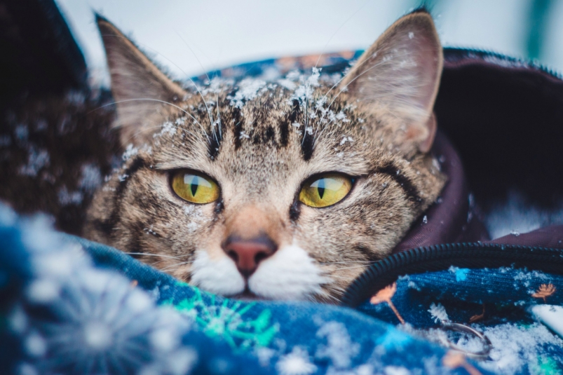 Тематическое фото ИА OmskMedia