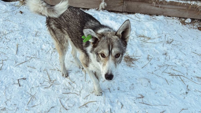 Собаки администрация Иркутска