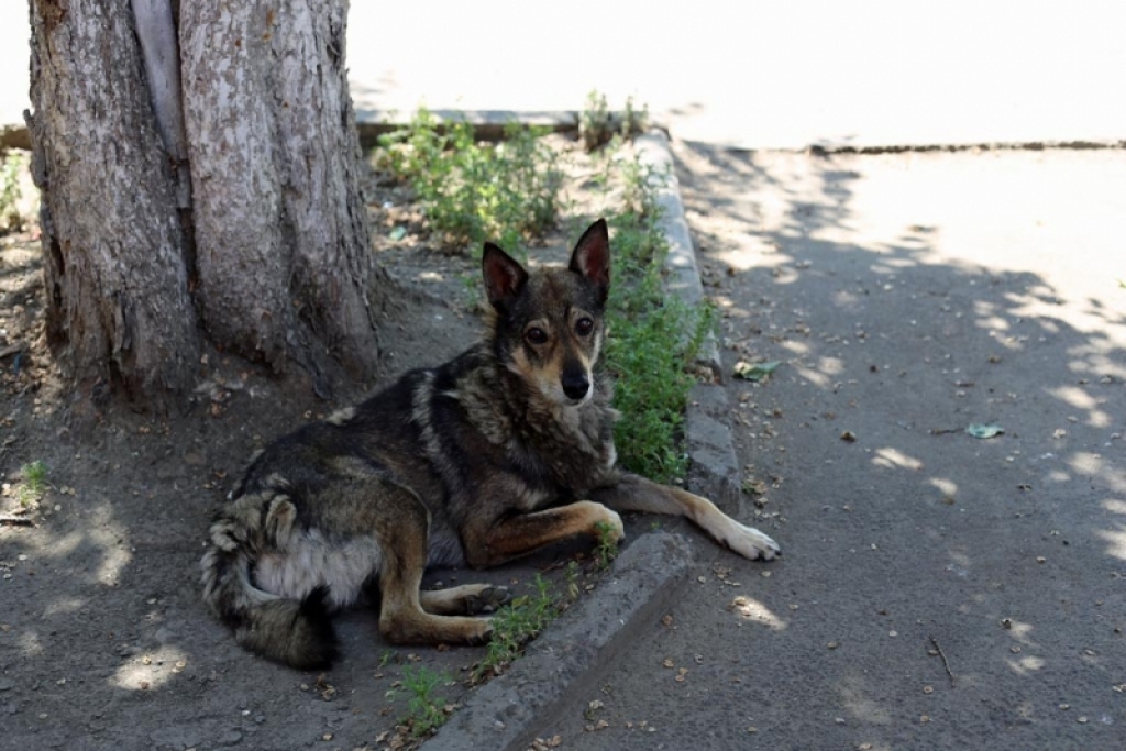 К бездомным животным в Биробиджане относятся как к мусору – Ольга Батенкова Оленникова Мария, IrkutskMedia