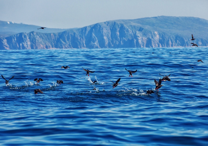 Сахалин охотское море