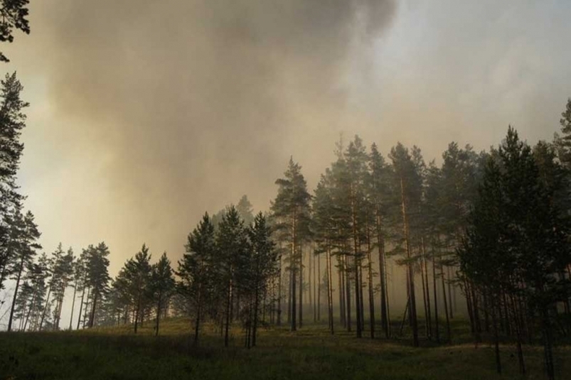 Лесной пожар Василий Тараруев, UlanMedia