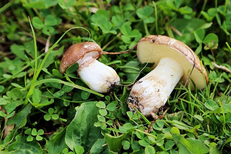 Грибы Мария Оленникова, IrkutskMedia