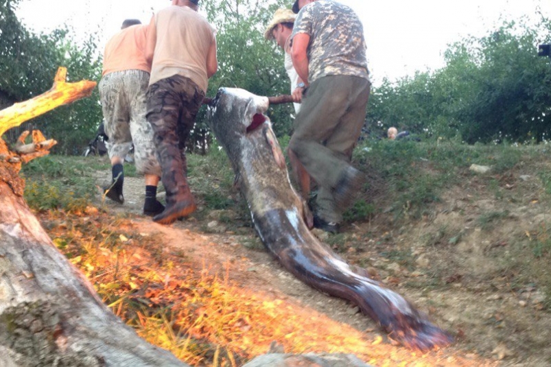 Ульяновский рыбак поймал в Волге сома весом больше 100 кг