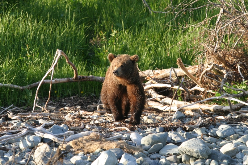 Медведь ИА MagadanMedia