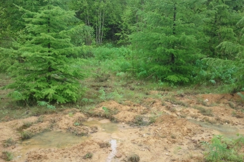 Блуждавшую сутки в тайге пенсионерку вывели спасатели ЕАО Полищук Евгения, SakhalinMedia