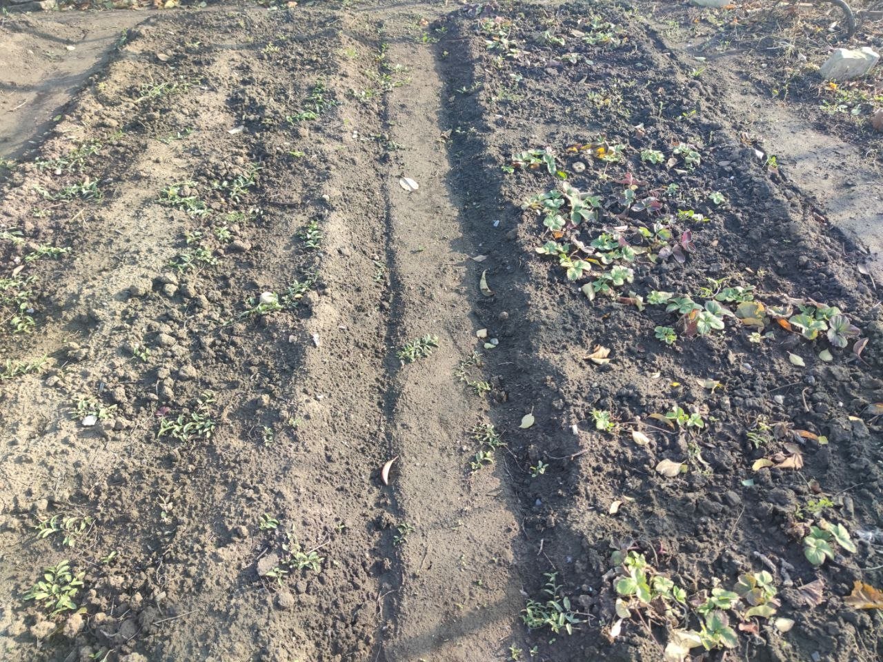 Сыплю 1 стакан на грядки вместо навоза - и почва рыхлая и плодородная: не земля, а пушинка фото автора