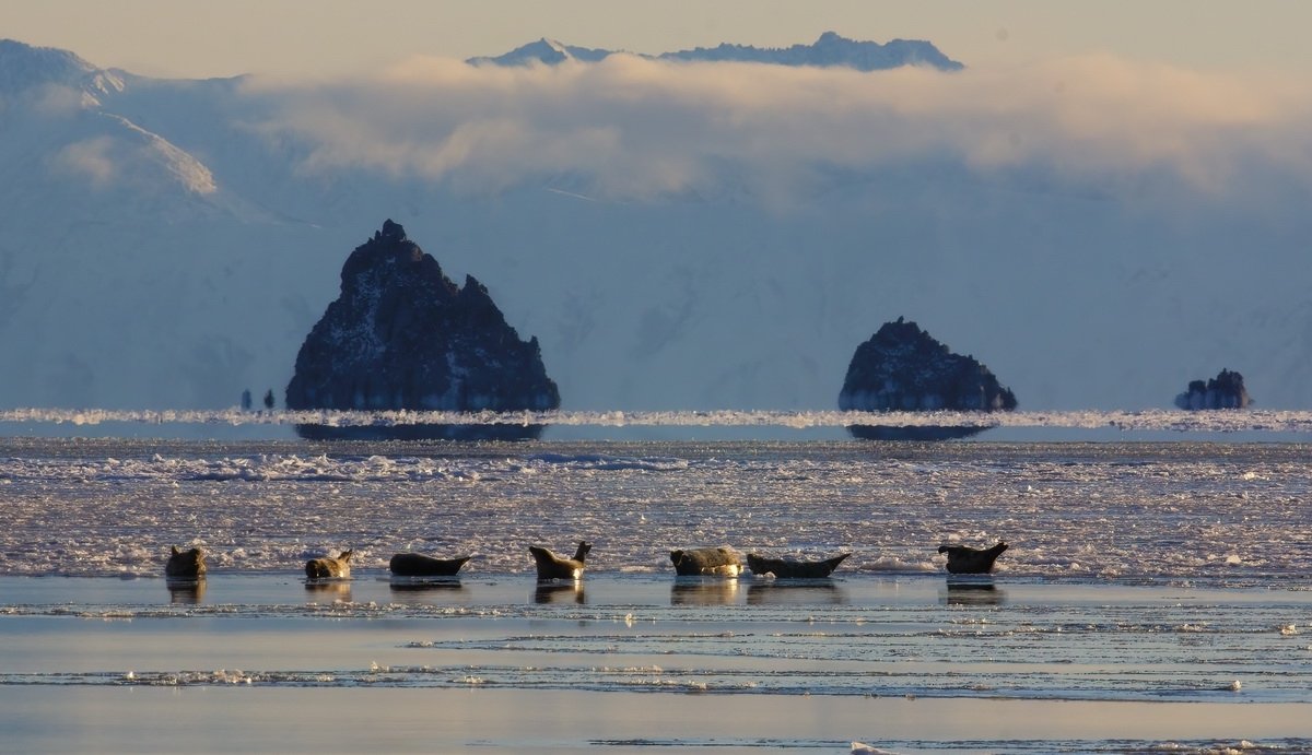 Рецепт икры %22пятиминутки%22