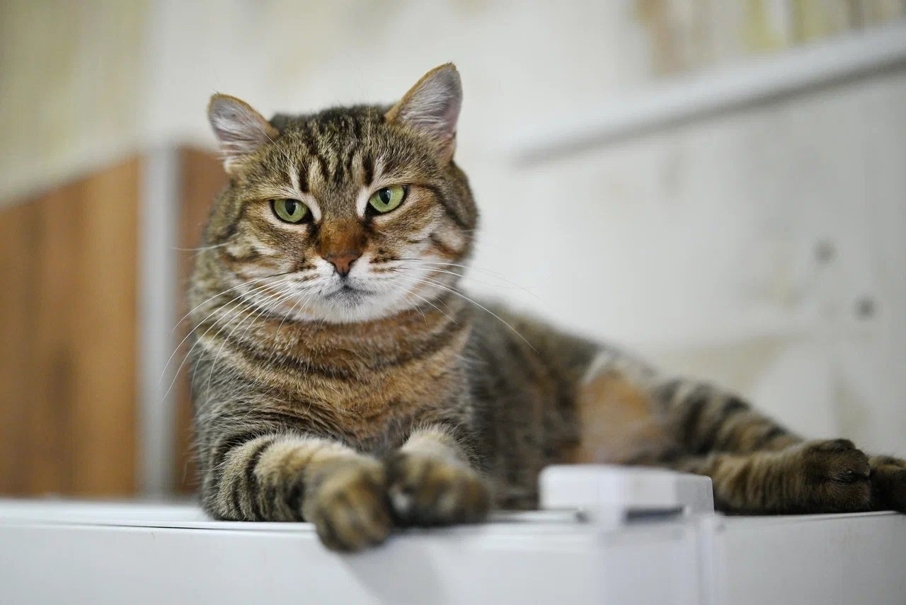 Привязали к дереву в лесу и бросили умирать: кане-корсо спасли в Симферополе