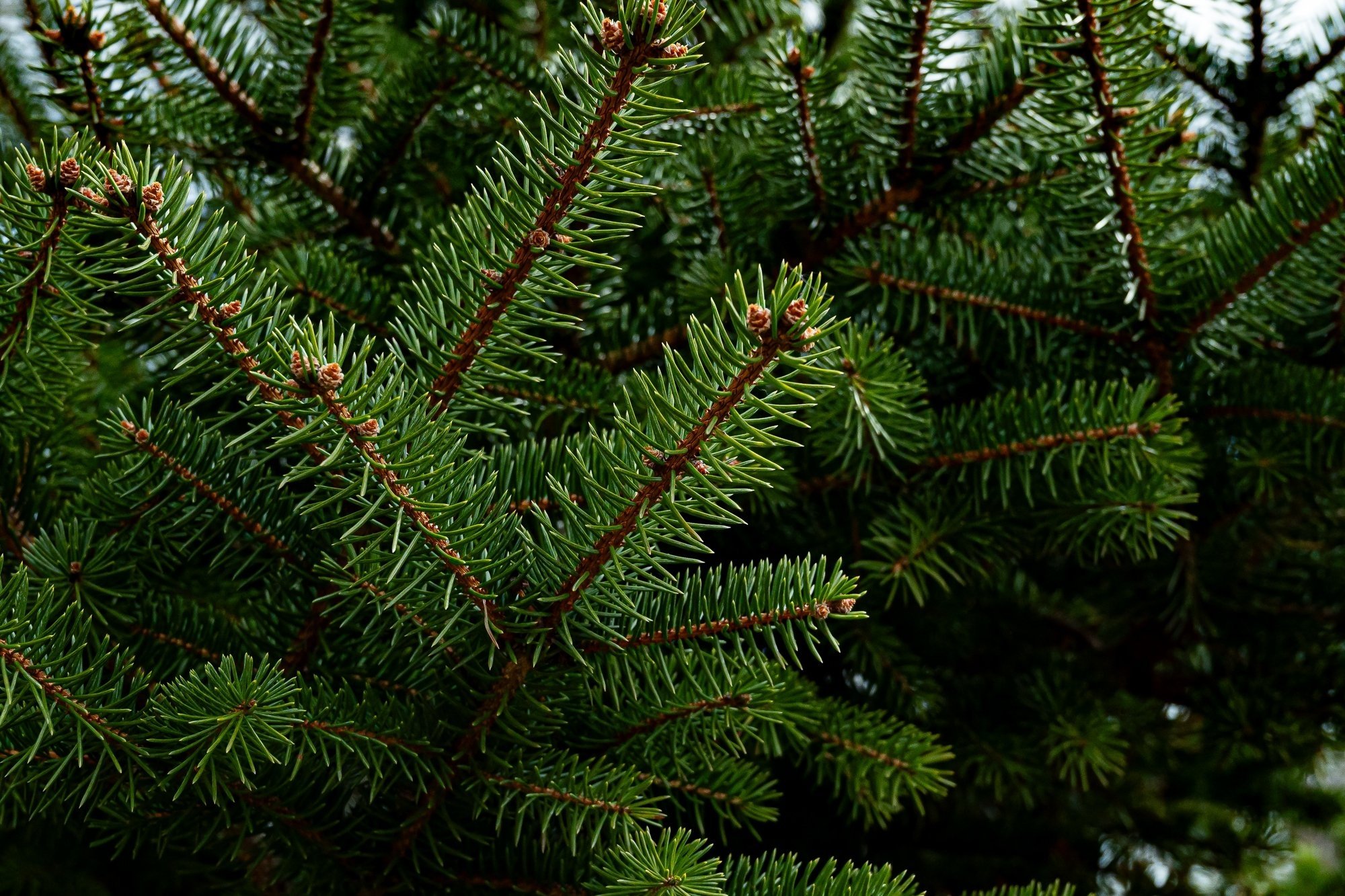 Старый Новый год: что мы отмечаем, или праздник, непонятный иностранцам