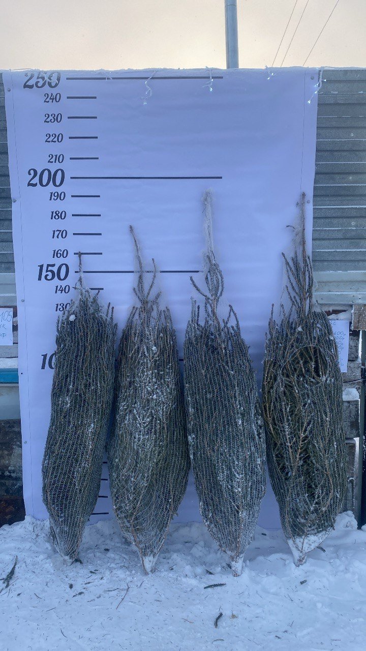 Снимаем похмелье в домашних условиях после новогодней ночи