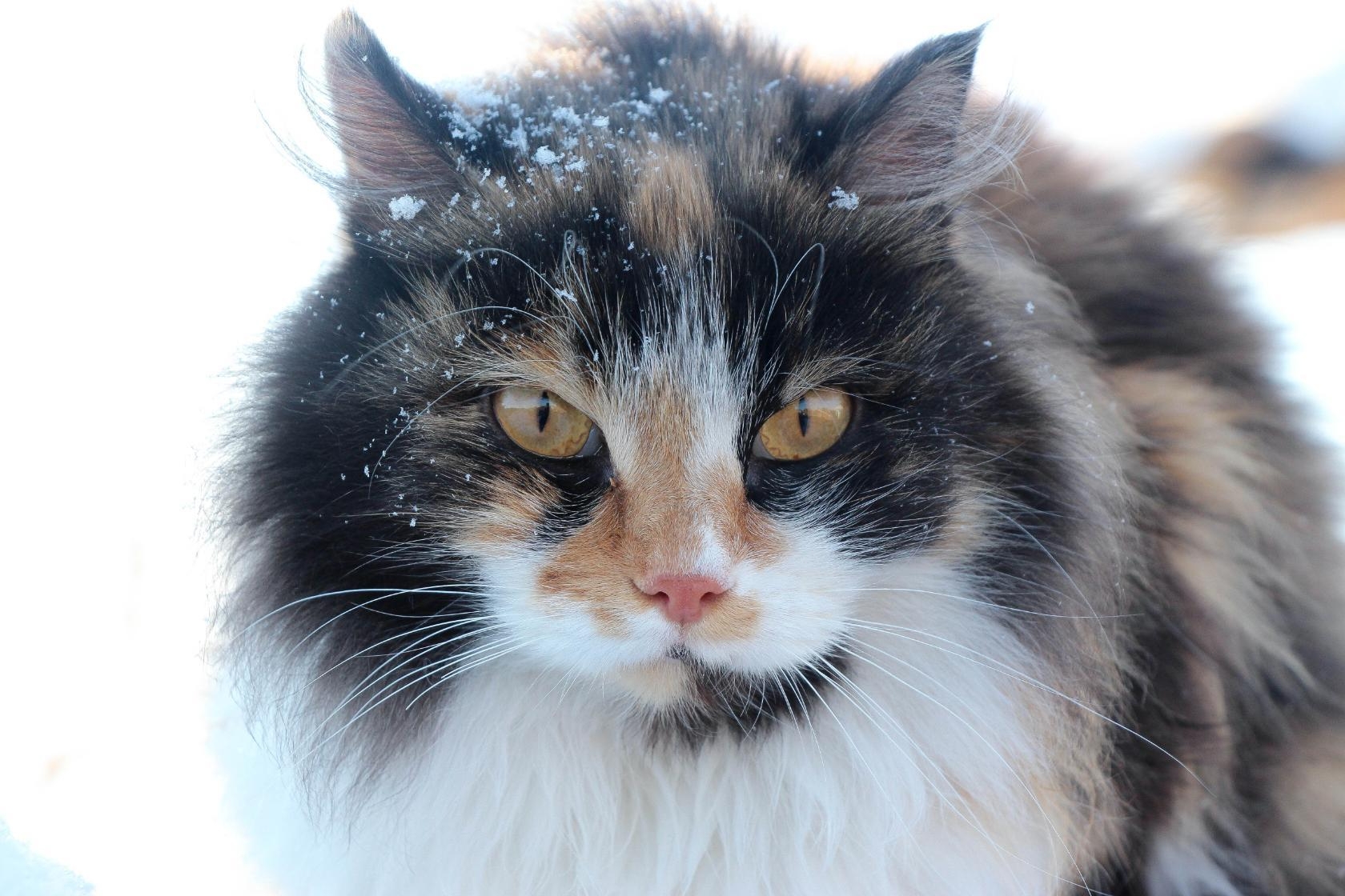 Чудесное Приморье Кирилла Шебеко: выставка известного живописца открылась во Владивостоке