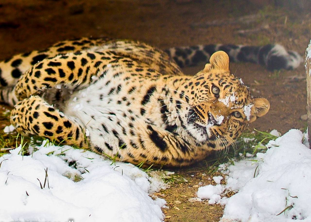 Привязали к дереву в лесу и бросили умирать: кане-корсо спасли в Симферополе