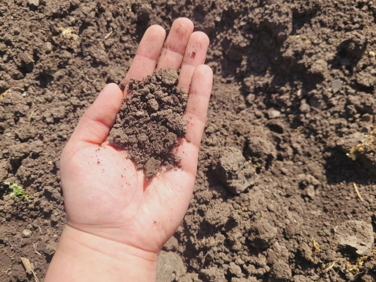 Нашла простой способ узнать кислотность грунта без приборов: быстрый тест с обычными листьями ИА SochiMedia