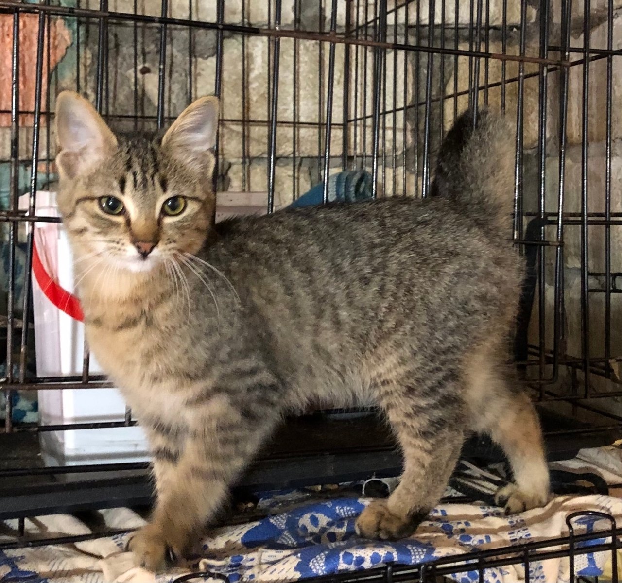 Привязали к дереву в лесу и бросили умирать: кане-корсо спасли в Симферополе