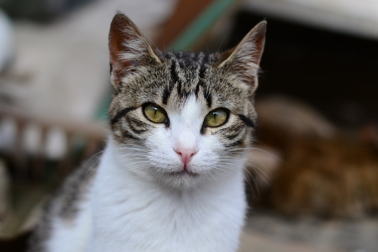 Привязали к дереву в лесу и бросили умирать: кане-корсо спасли в Симферополе