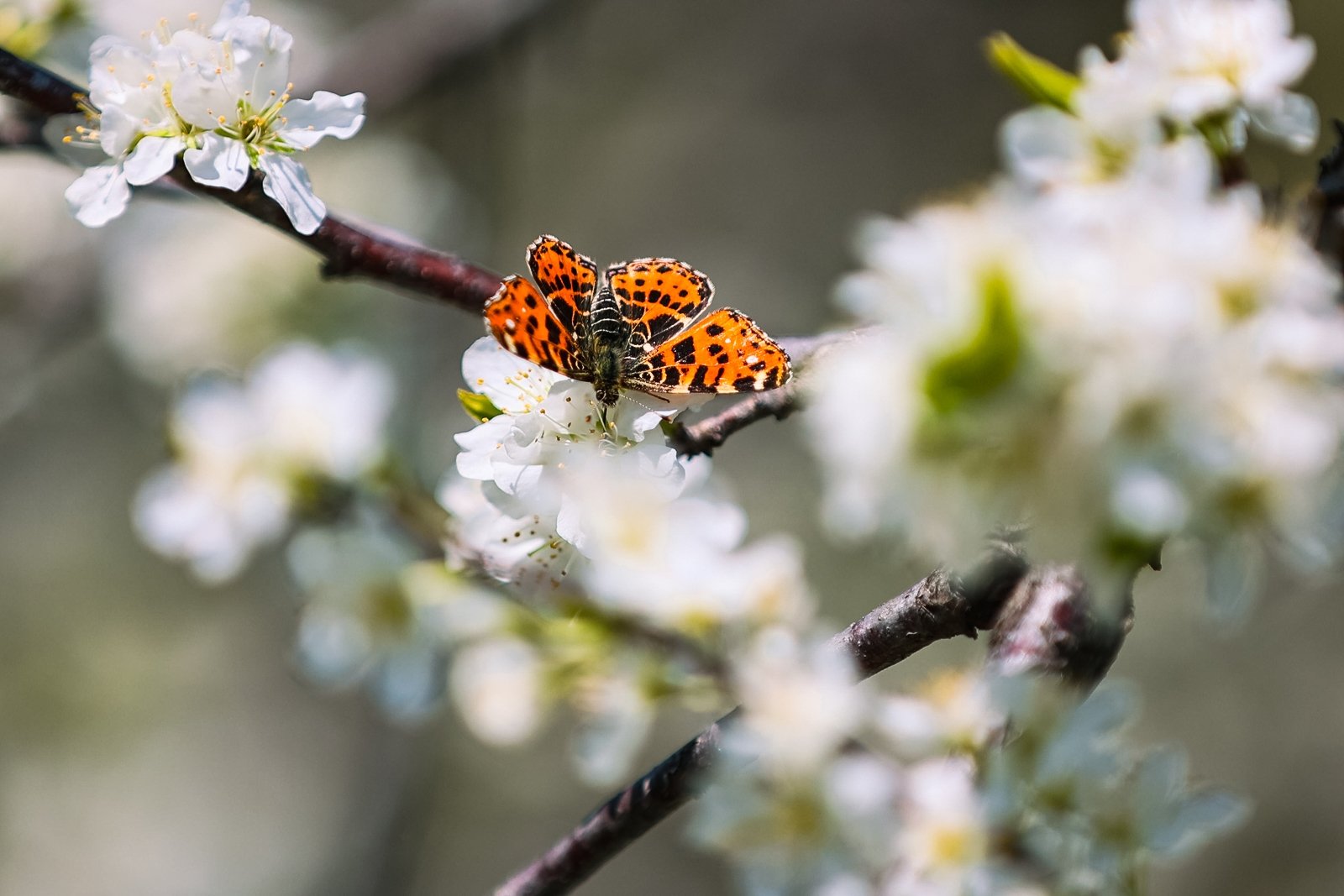 Видовые площадки Владивостока для автолюбителей: как добраться и на что посмотреть