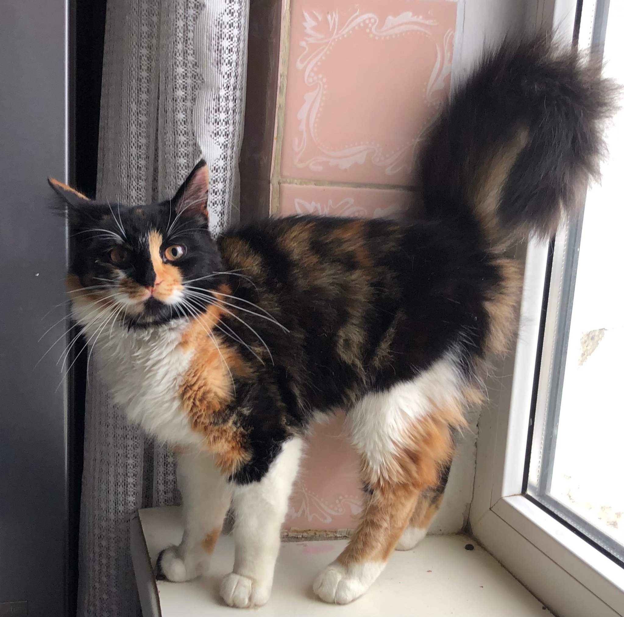 Привязали к дереву в лесу и бросили умирать: кане-корсо спасли в Симферополе