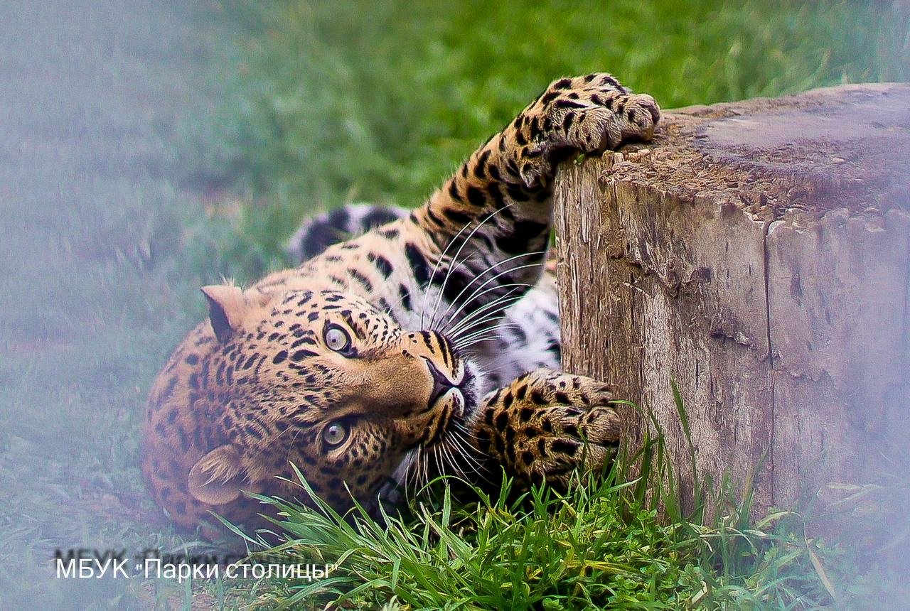 Привязали к дереву в лесу и бросили умирать: кане-корсо спасли в Симферополе