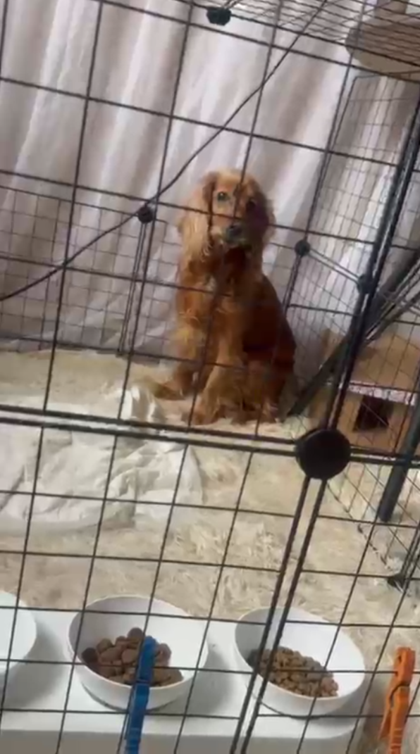 Огромная гора мусора образовалась в одном из дворов Ставрополя