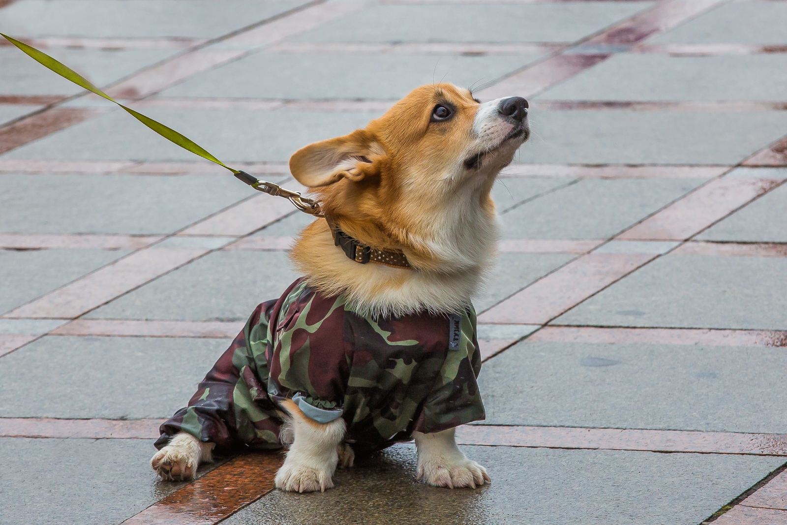 Весна Мария Смитюк, ИА PrimaMedia
