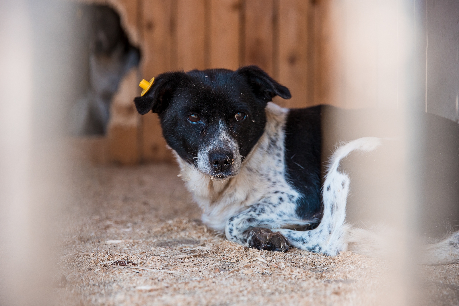 Прокуратура проводит проверку по факту нападения собак на детей в Иркутске Илья Аверьянов, ИА PrimaMedia