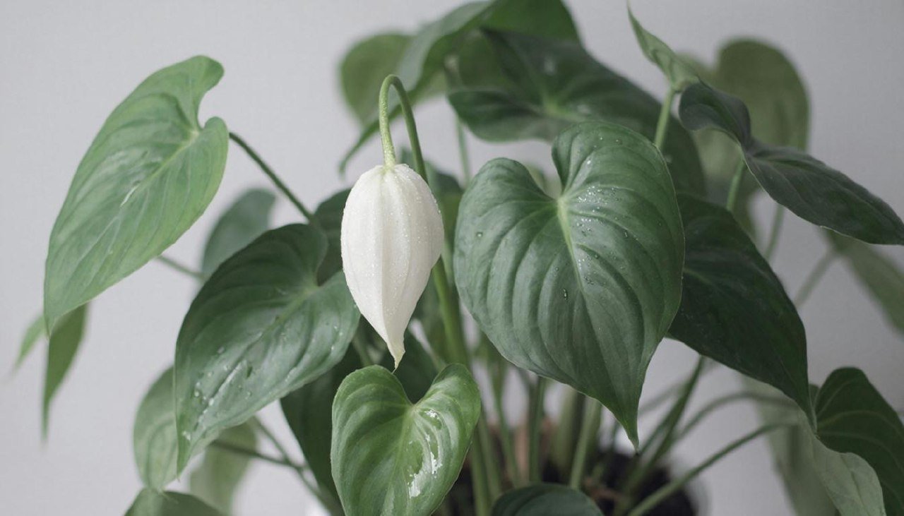 Изображение GigaChat (18+)