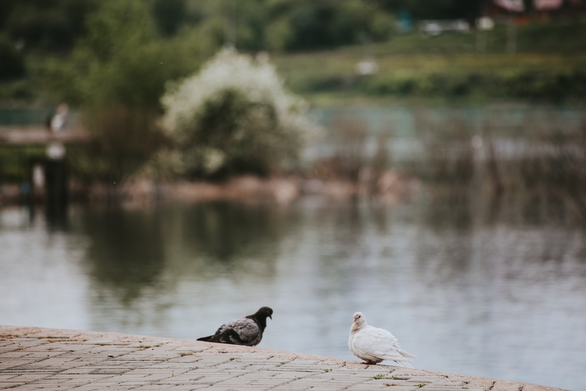 Голубки на набережной Юлия Ушакова, ИА IrkutskMedia