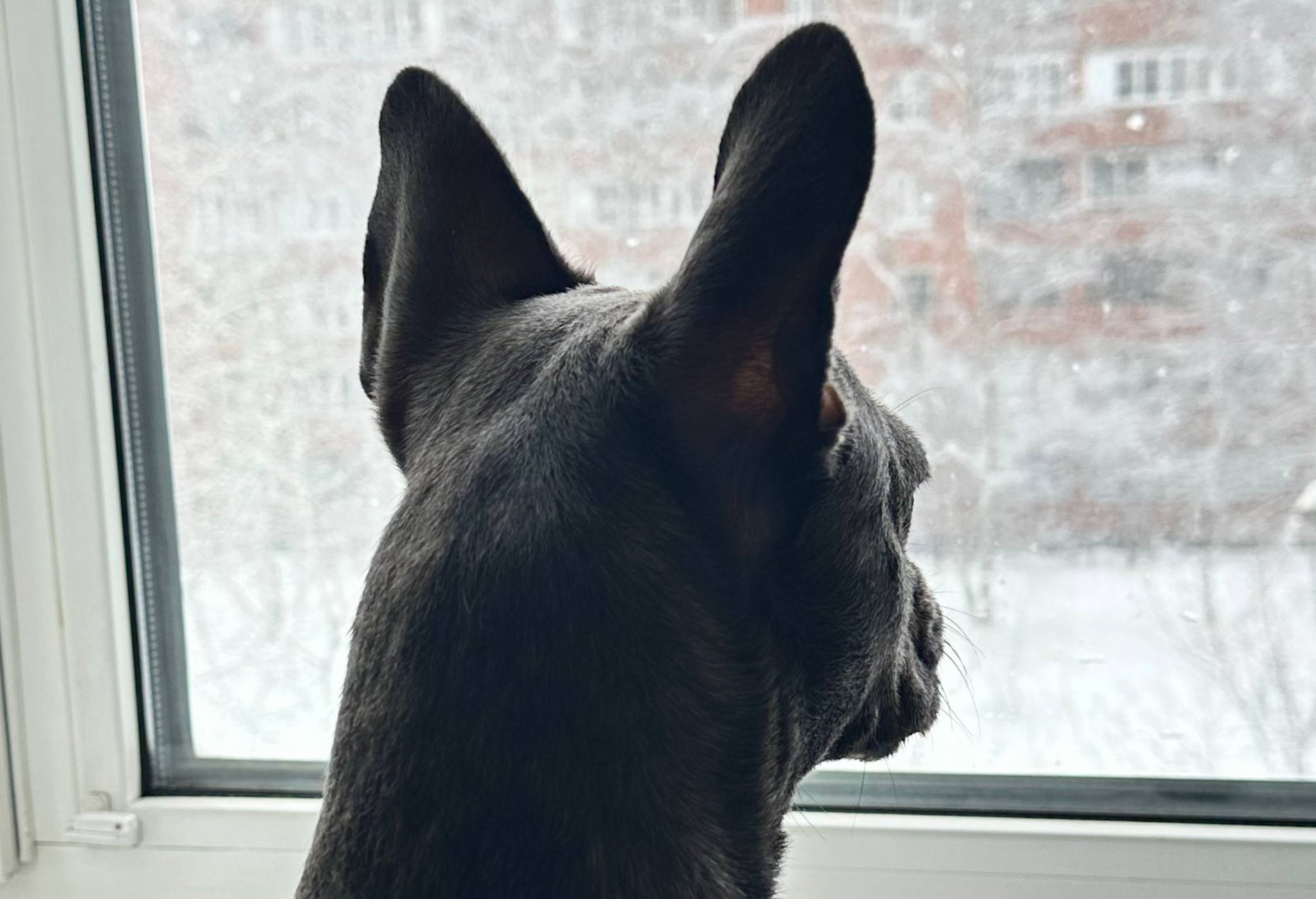 собака ИА StolicaMedia