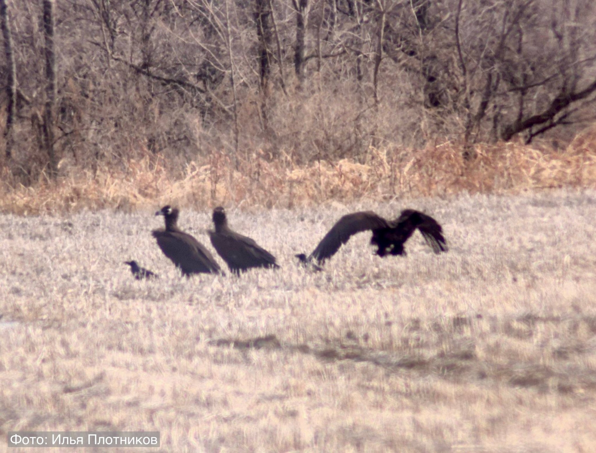 Черные грифы Пресс-служба национального парка &quotЗемля леопарда&quot