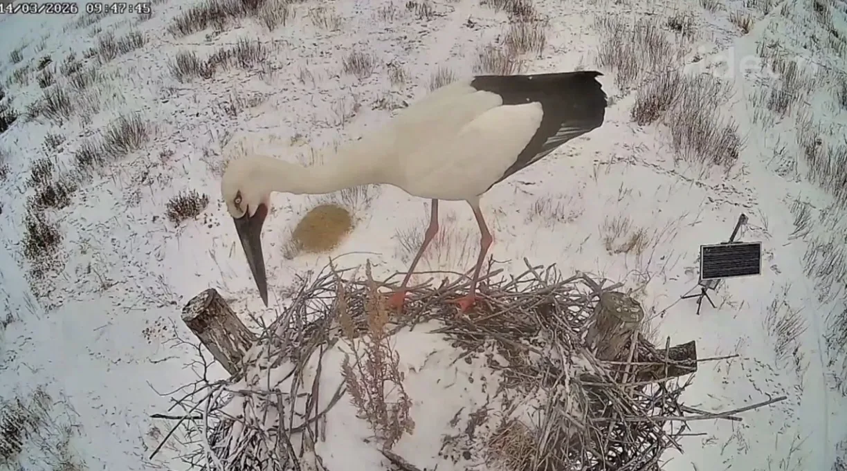 Пернатый хозяин гнезда в Муравьевском парке наводит уборку телеграм-канал @amur_birds (18+)