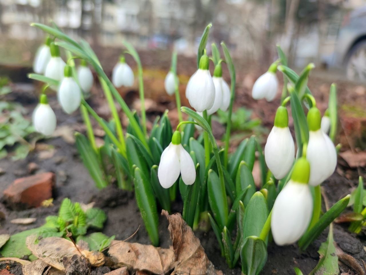 Подснежники ИА Stavropol.Media