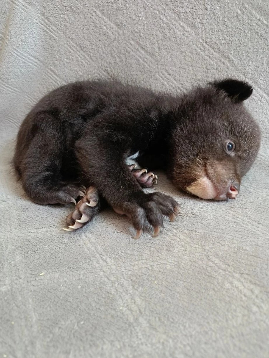 Медвежонка-сироту обнаружили в Хабаровском крае Управление охотничьего хозяйства правительства Хабаровского края