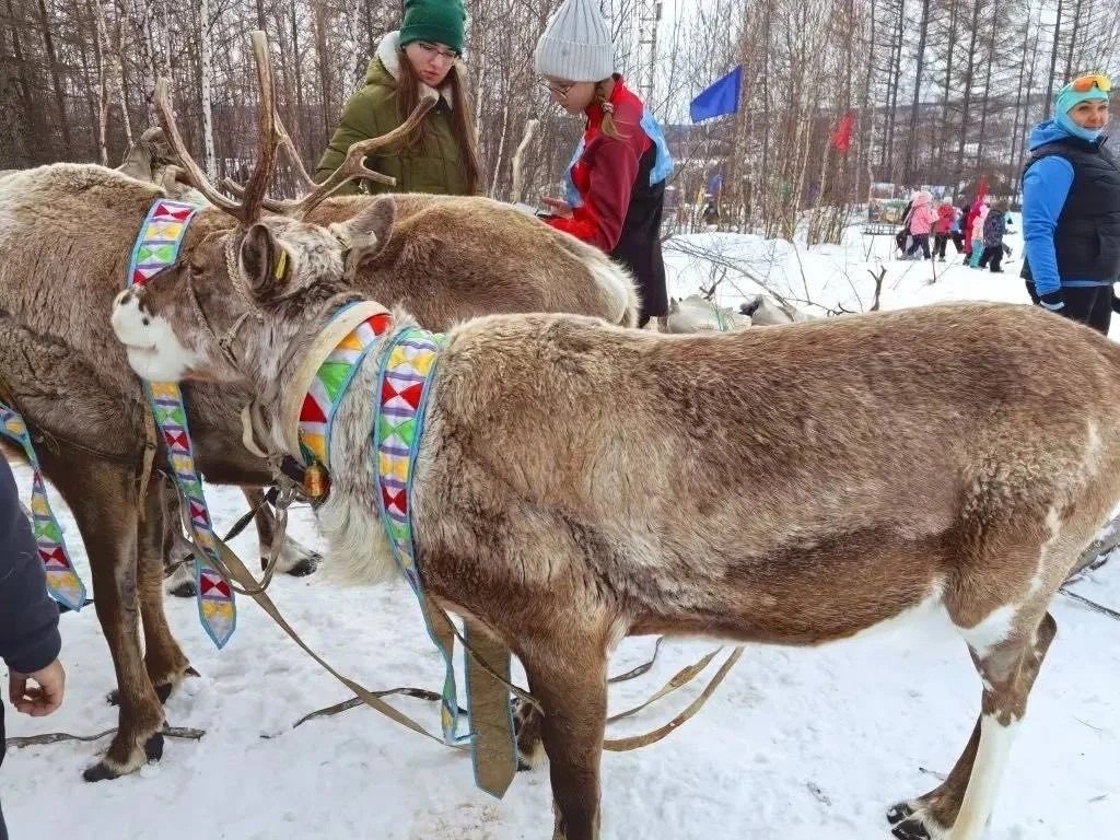 На севере Приамурья отметили День оленевода и охотника пресс-служба правительства Амурской области
