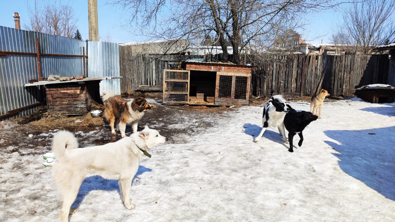 В Усть-Куте увеличили отлов бездомных собак после жалоб местных жителей ИА ЕАОMedia