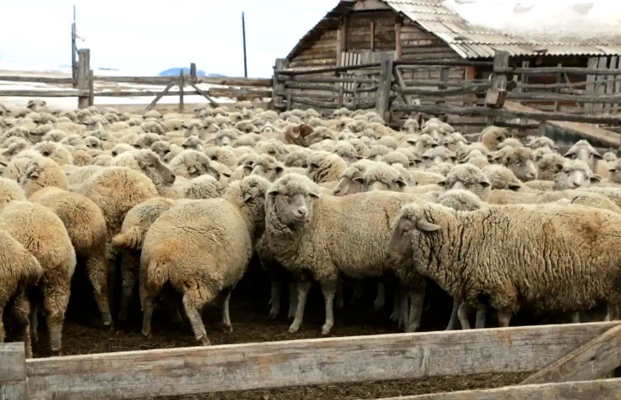 В Бурятии спасают уникальных овец бурятского типа Минсельхоз Бурятии