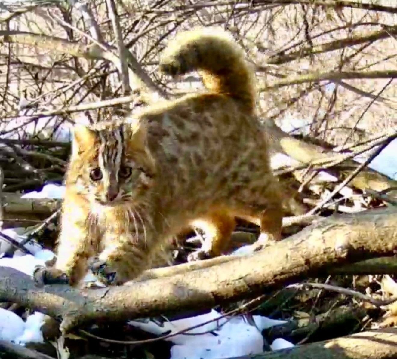 Кот-клептоман натуралист-любитель Ольга Шедько (скриншот видео)