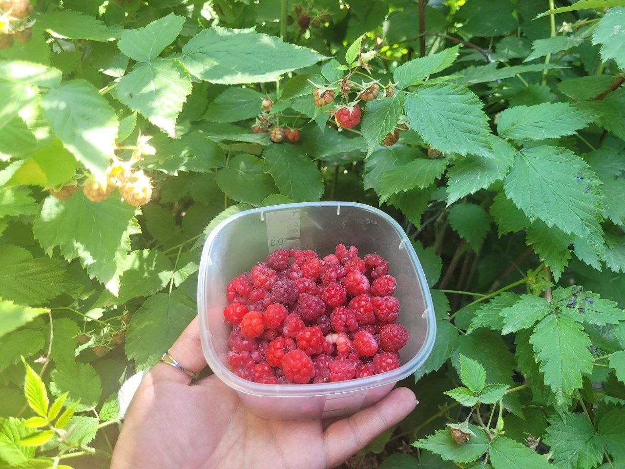 Не малина, а сладкая фабрика: 1 ложку в воду и опрыскиваем - в ягодах 7/7 кустов ИА SochiMedia