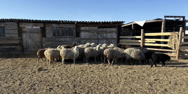 Скот Россельхознадзор по Забайкалью