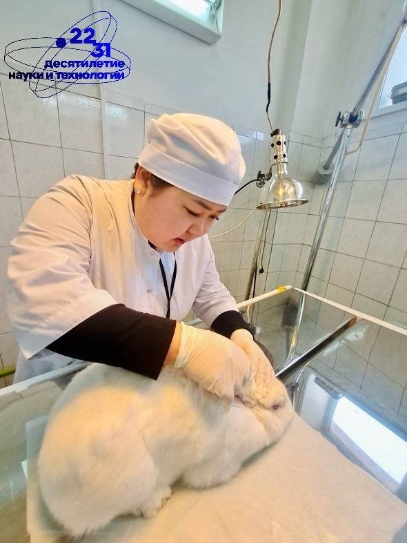 Ветеринар из Бурятии превратила любовь к животным в научную карьеру Минобрнауки Бурятии