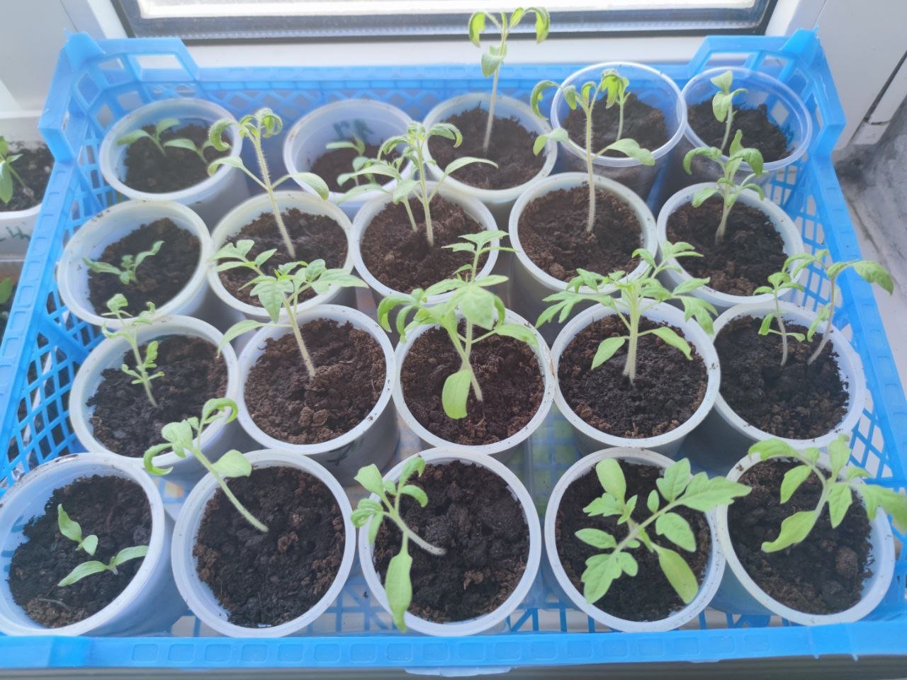 &quotCухой&quot полив для рассады томатов - растет крепкой даже в темноте ИА SochiMedia