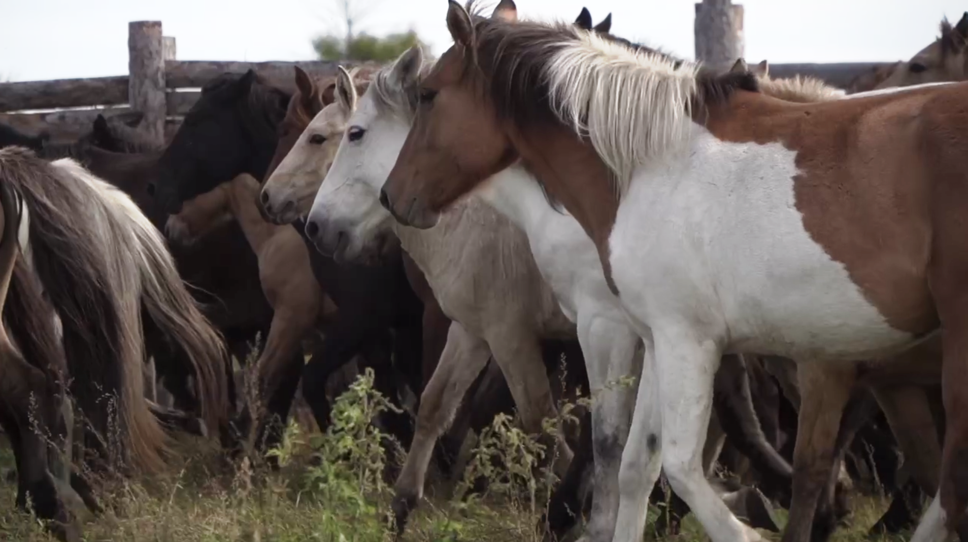 В Бурятии запустили систему племенного учета лошадей Минсельхоз Бурятии