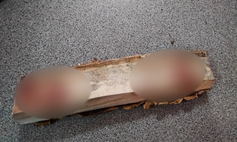 Поленом по голове: в Бурятии задержали мужчину за покушение на убийство Росгвардия по Бурятии