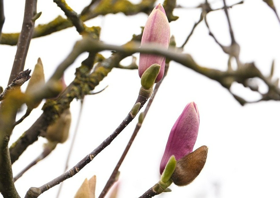 Краснодарский парк Галицкого превращается в цветущий оазис t.me/parkkrd