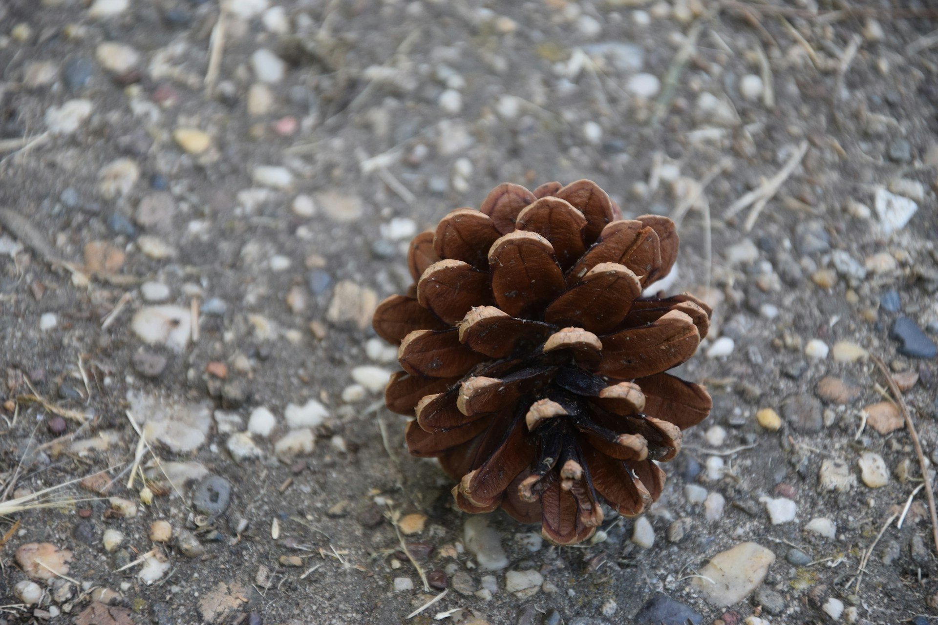 Не мусор, а золото для почвы: зачем хитрые дачники собирают шишки весной Biljana Tošović/unsplash