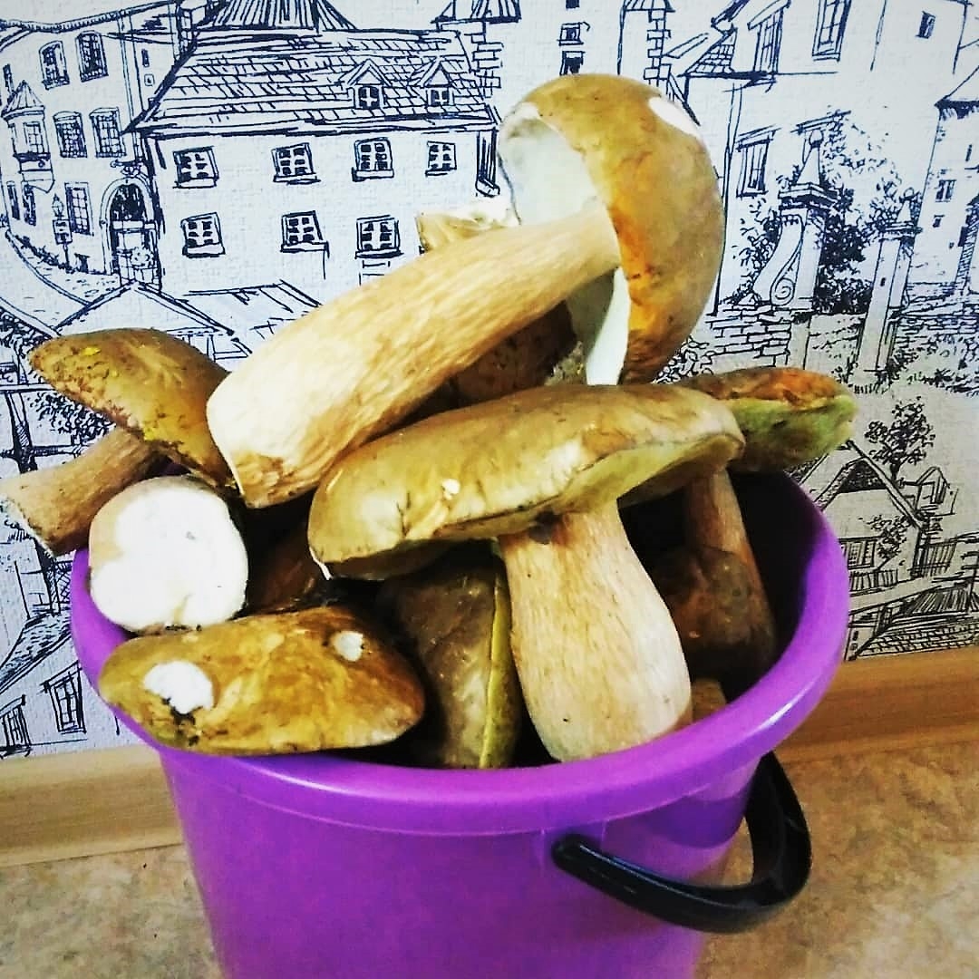 Не стоит собирать грибы, определение которых вызывает сложность ИА EAOMedia