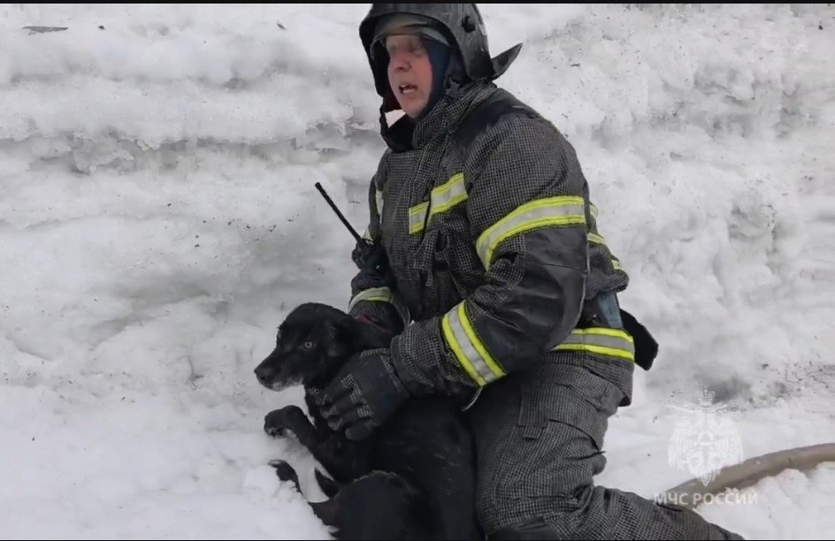 Одна из спасенных собак Пресс-служба ГУ МЧС России по Камчатскому краю