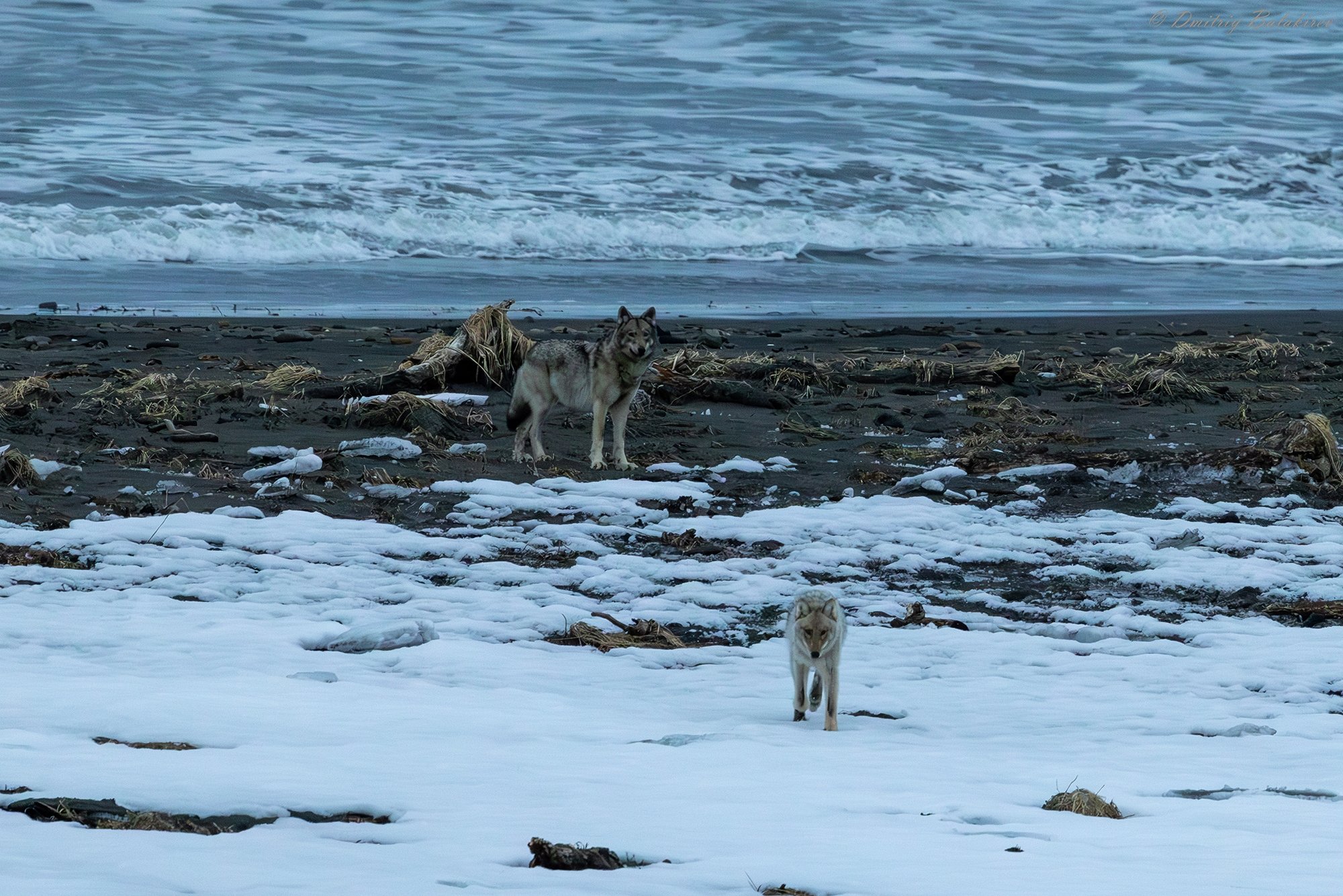 &quotМорские&quot волки на побережье. Кроноцкий заповедник Дмитрий Балакирев