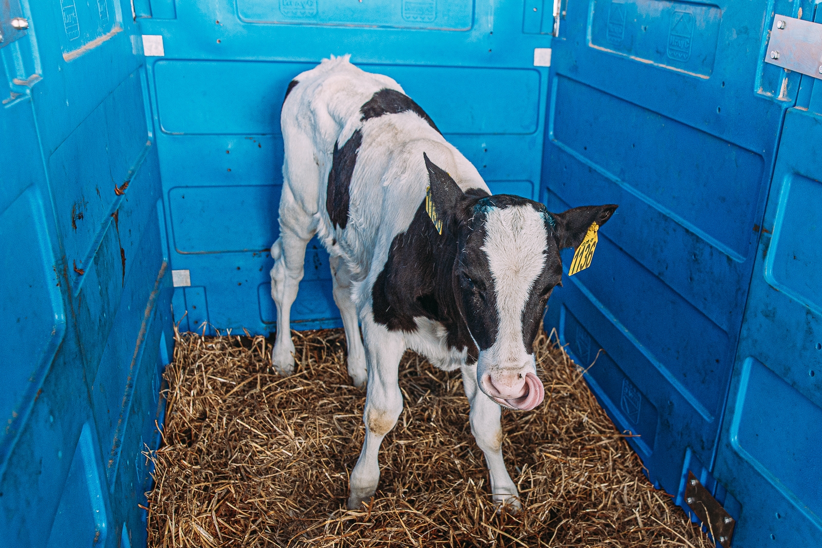 корова, коровы, молоко, ферма, сельское хозяйство,  сельхоз , теленок Мария Смитюк, ИА PrimaMedia